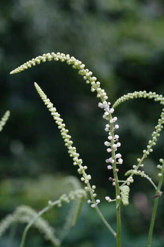 Actaea racemosa #28